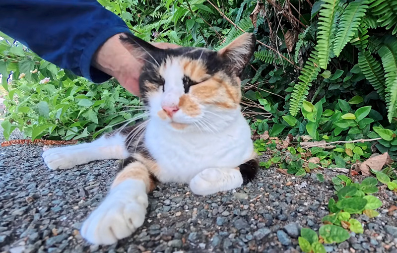 撫でると大音量で喉を鳴らす猫
