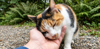 撫でると大音量で喉を鳴らす猫