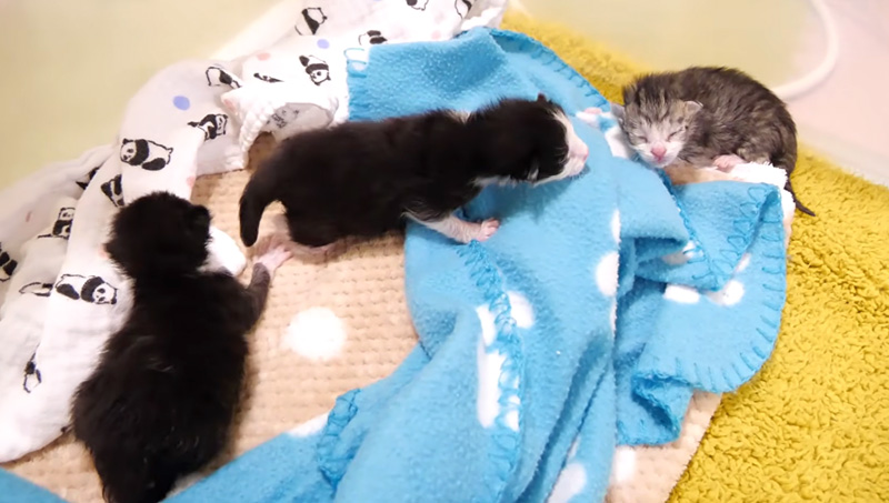 家に来た幼い子猫達