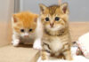 ソワソワする子猫達