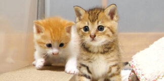 ソワソワする子猫達