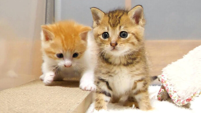 ソワソワする子猫達