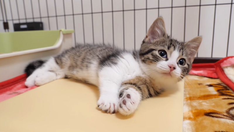 まったり過ごす子猫