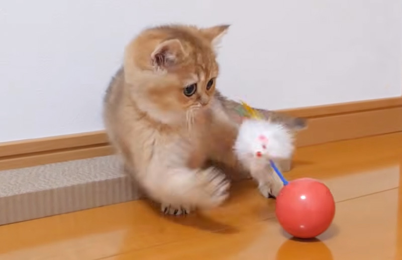 動き回る子猫