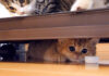 まったり子猫と動き回る子猫