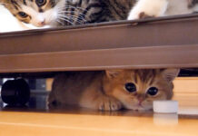 まったり子猫と動き回る子猫