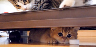 まったり子猫と動き回る子猫
