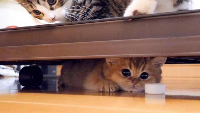 まったり子猫と動き回る子猫