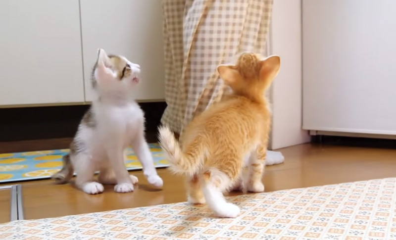 ご飯を催促する子猫達