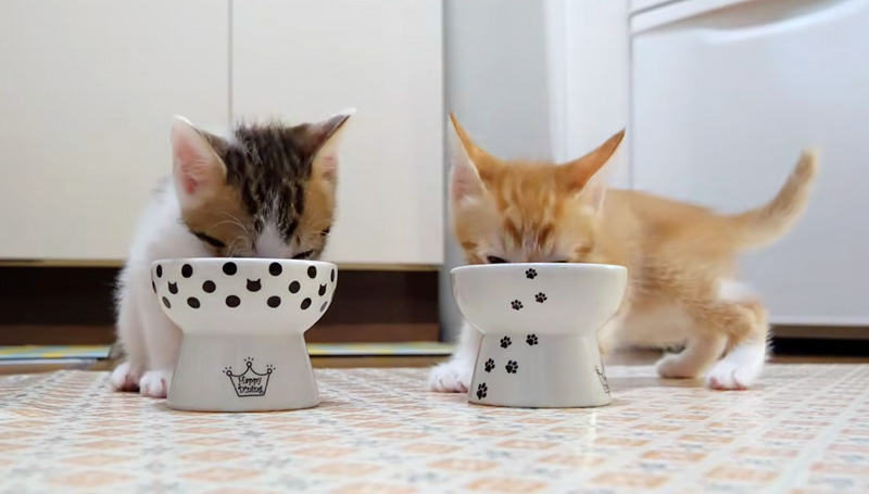 ご飯を食べる子猫達