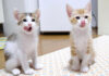 ご飯の後、甘えに駆け寄ってくる子猫達。満足そうに甘える姿にホッコリ (*´ェ`*)♡ ご飯に満足した子猫達