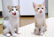ご飯の後、甘えに駆け寄ってくる子猫達。満足そうに甘える姿にホッコリ (*´ェ`*)♡ ご飯に満足した子猫達