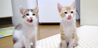 ご飯に満足した子猫達