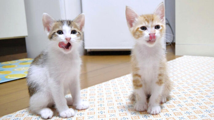 gohanamae_neko_title ご飯に満足した子猫達
