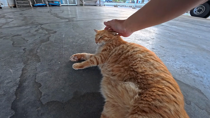 寝転がってナデナデされる猫