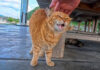 撫でられる猫