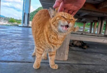 撫でられる猫