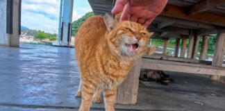 撫でられる猫