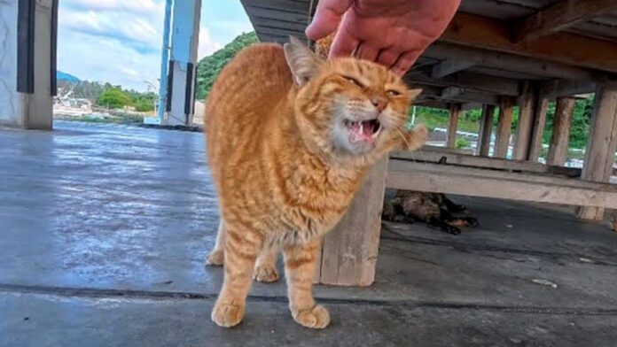 撫でられる猫