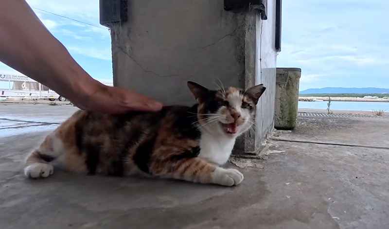 ナデナデを堪能する猫