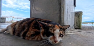 漁港で暮らしている猫