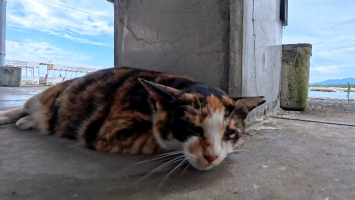 漁港で暮らしている猫