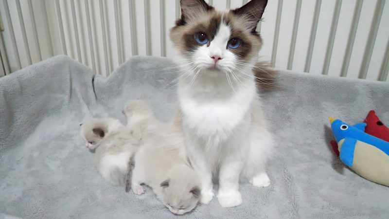 ママ猫に寄り添う子猫達