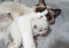 子猫をギュッと抱きしめるママ猫