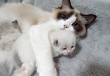 子猫をギュッと抱きしめるママ猫