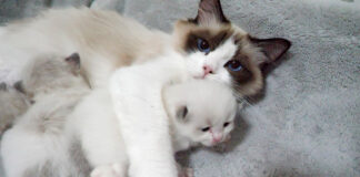 子猫をギュッと抱きしめるママ猫