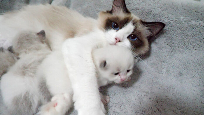 子猫をギュッと抱きしめるママ猫