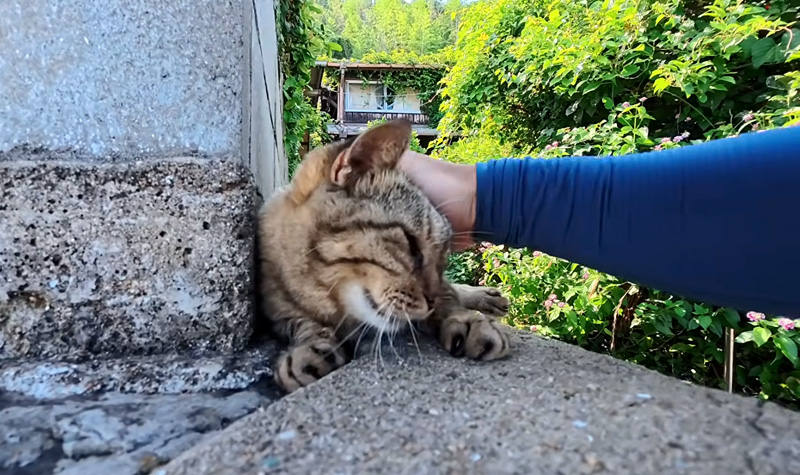 幸せそうにナデナデされる猫