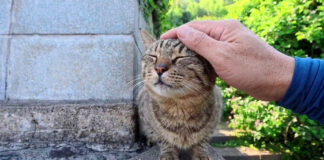 ナデナデされながら喉を鳴らす猫