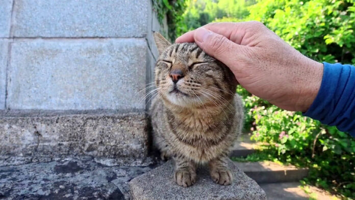 ナデナデされながら喉を鳴らす猫
