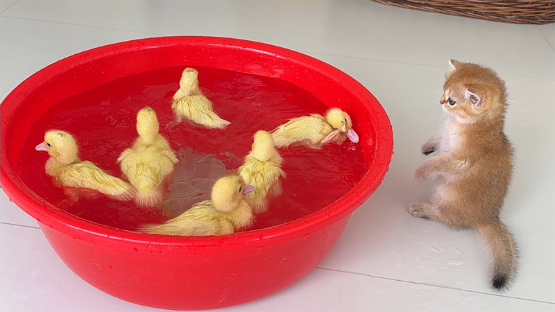 泳ぐヒナが気になる子猫
