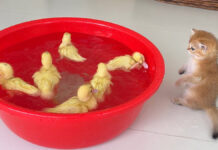 泳ぐヒナが気になる子猫