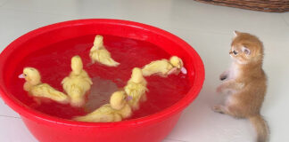 泳ぐヒナが気になる子猫