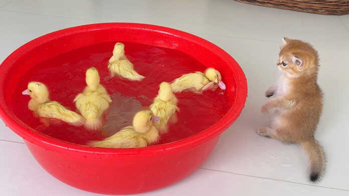 泳ぐヒナが気になる子猫