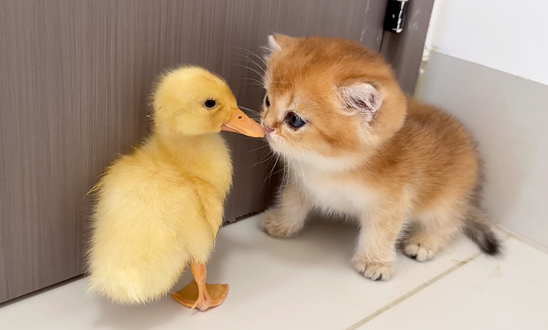 アヒルのヒナと子猫