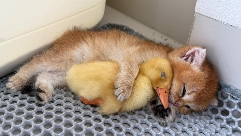 アヒルのヒナを抱きしめて眠る子猫