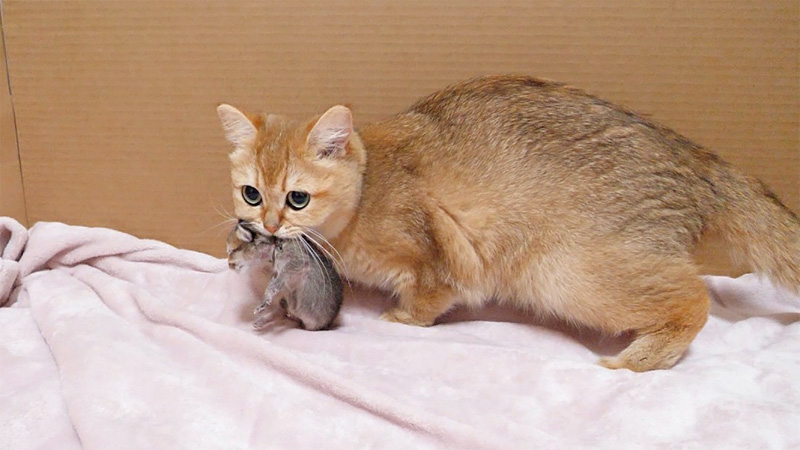 子猫を咥える母猫