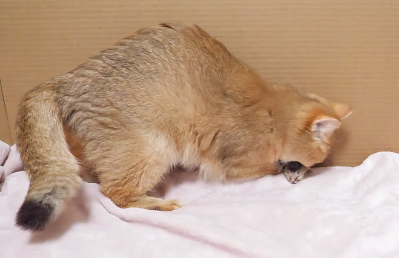 子猫を隠そうとする母猫