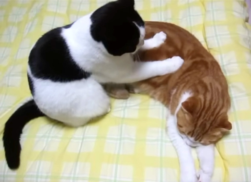 モミモミする猫