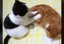 モミモミする猫
