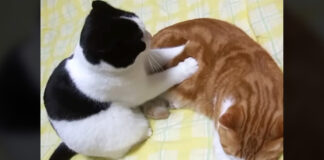 モミモミする猫