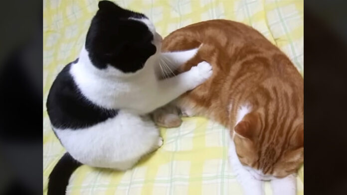 モミモミする猫