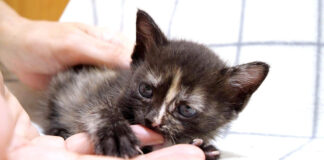 甘える子猫