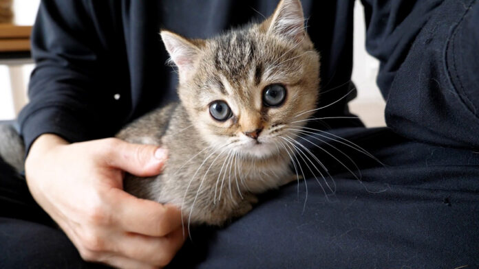 飼い主さんの膝をベッドにする子猫