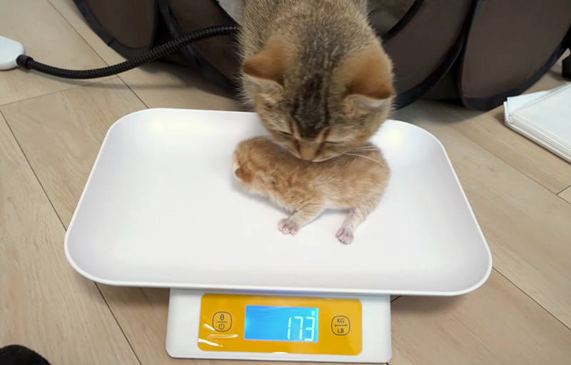 体重を量る子猫