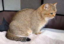 ひょっこりと顔を出す子猫